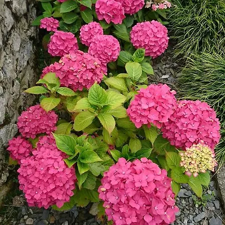 马龙别墅酒店 酒店